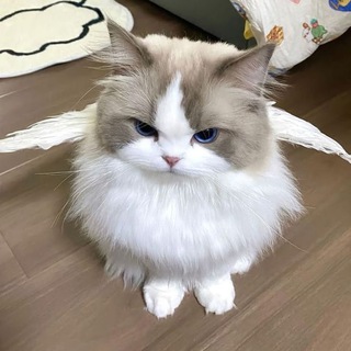 Telegram profile photo for 4gubы