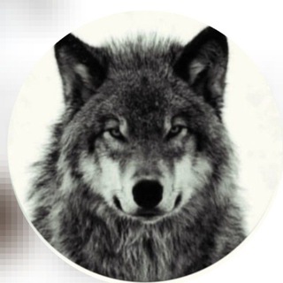 Telegram profile photo for B7