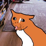 Telegram profile photo for ansum's cat - $hobes