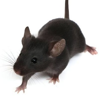 Telegram profile photo for RAT | STEAL FROM THE CAT AND GIVE TO THE RAT