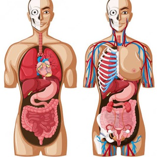 Telegram profile photo for Livres et Cours de Médecine
