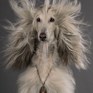 Telegram profile photo for Богемный Пес