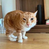Telegram profile photo for 🆘женьшень постит ГОМНО🆘
