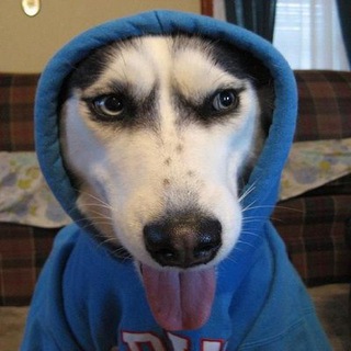 Telegram profile photo for Dogwifhoodie
