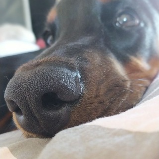 Telegram profile photo for Собаче життя 🐶