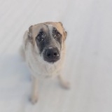 Telegram profile photo for Собаки милые и котики тоже
