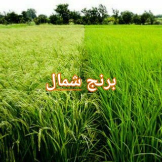 Telegram profile photo for برنج شمال