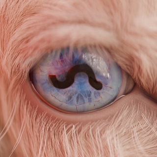 Telegram profile photo for unsound