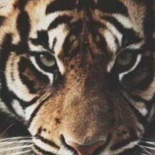 Telegram profile photo for Animal Online
