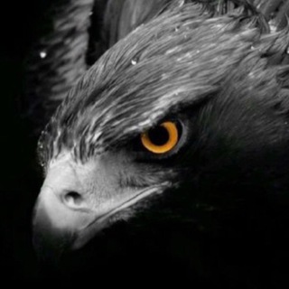 Telegram profile photo for ݺالبا(ᵃˡᵇᵃˢʰᵠ)ݺشق🦅🖤
