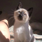 Telegram profile photo for Мир котят👑💞