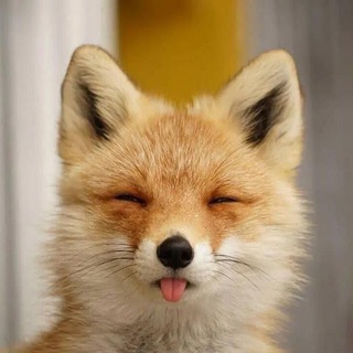 Telegram profile photo for fox_porn🦊
