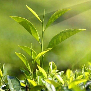 Telegram group profile photo for 🌿Вкусно и полезно🌿