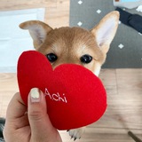 Telegram profile photo for $ACHI | WIF'S NAME