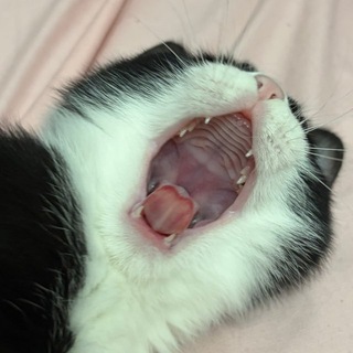 Telegram profile photo for Мамкакайлажирнаяшлюха