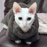 Telegram profile photo for …