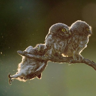Telegram profile photo for r/PerfectTiming