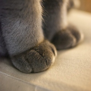 Telegram profile photo for Котишки
