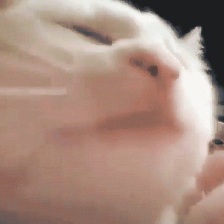 Telegram profile photo for vibingcat