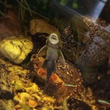 Telegram profile photo for Only here shits Mak 💥🐡💥