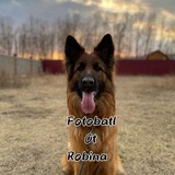 Telegram profile photo for Фотобатлы от Робина🐾💗