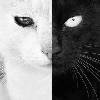 Telegram profile photo for Black & White Book