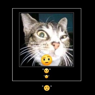 Telegram profile photo for Коты фоном и похуй