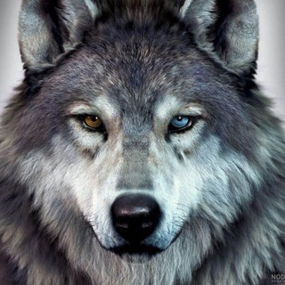 Telegram profile photo for ایردراپ | wolf.walstrit