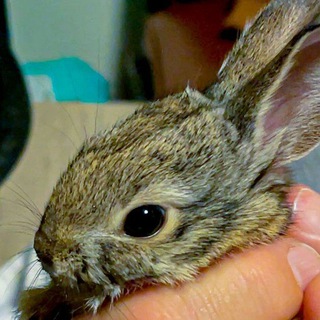 Telegram profile photo for Bun Archive