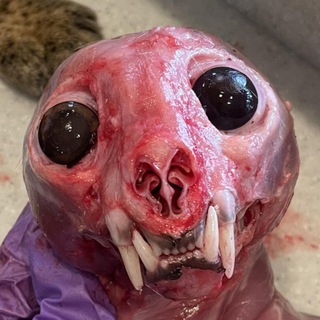 Telegram profile photo for ANUSCUNT