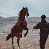 Telegram profile photo for circassian_horseman