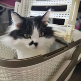 Telegram profile photo for Енот и Наталья ❤️