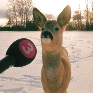 Telegram profile photo for Ива плакучая