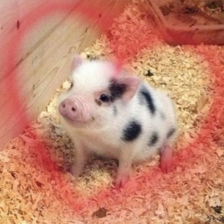 Telegram profile photo for Дорогой дневник...