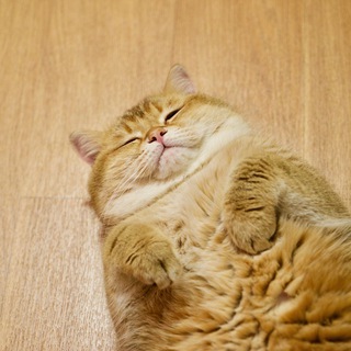 Telegram profile photo for Hosico Cat