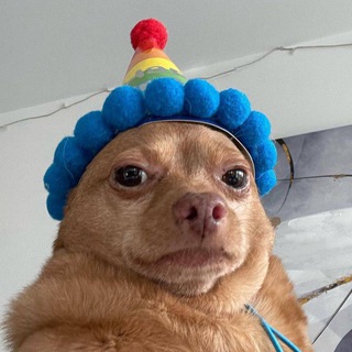 Telegram profile photo for Собачки и цитаты о любви