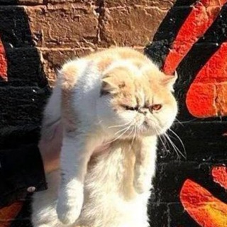 Telegram profile photo for Jid loses money.