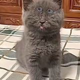 Telegram profile photo for СерыйКошка