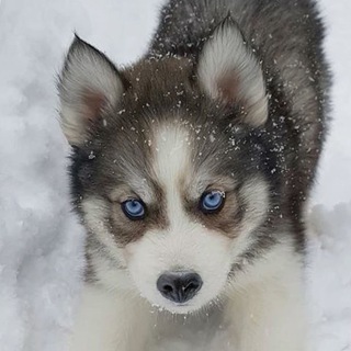 Telegram profile photo for $snow ❤️
