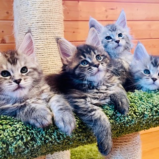 Telegram profile photo for From Wonderland котята Мейн-кун