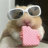 Telegram profile photo for Хомяк-инвестор