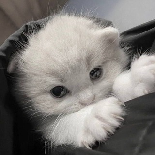 Telegram profile photo for TINYSHINEE