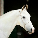 Telegram profile photo for پرورش اسب ترکمن-علیرضا بلوری