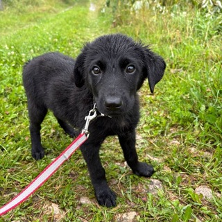 Telegram profile photo for Спасёныши из Ясногорска