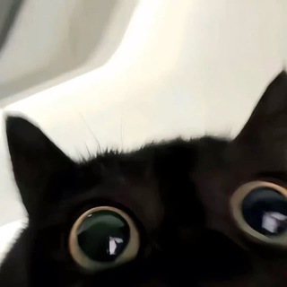 Telegram profile photo for vlaq