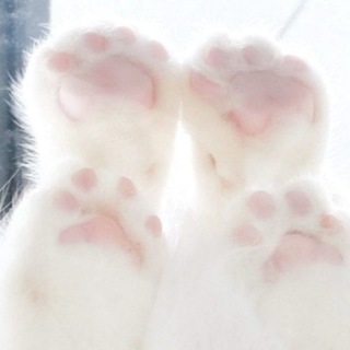 Telegram profile photo for blog.archive 🎀 ੭