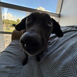 Telegram profile photo for Жизнь негрика