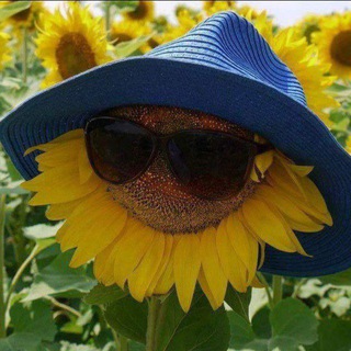 Telegram profile photo for 🌻РЕСТ/Подсолнух🌻
