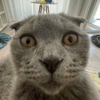 Telegram profile photo for Найт 🐈⬛