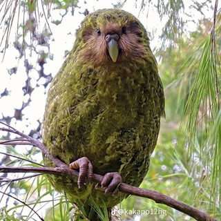 Telegram profile photo for kakapo .